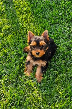 Yorkies 