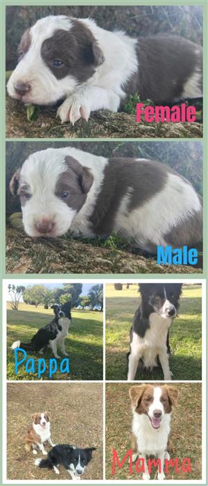 Assie Collie puppies available 