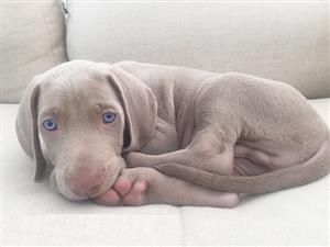 Weimaraner Puppies