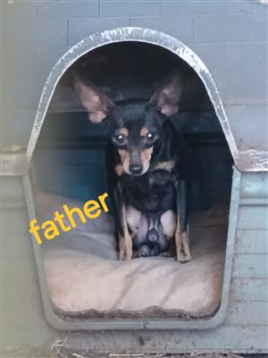 Selling miniature pinscher 