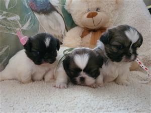Pekingese Puppies Healthy Adorable