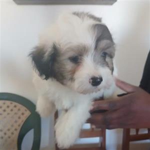 Miniature Maltese Poodles 