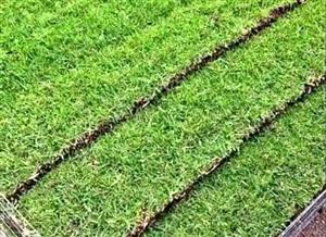 Kikuyu Green Grass We Deliver And Installation 
