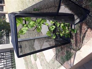Exo Terra screen terrarium with vine plant.  45 x 45 x 90