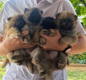 Chow puppies for sale.   5x Male.