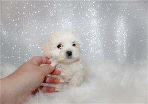 Maltese Female
