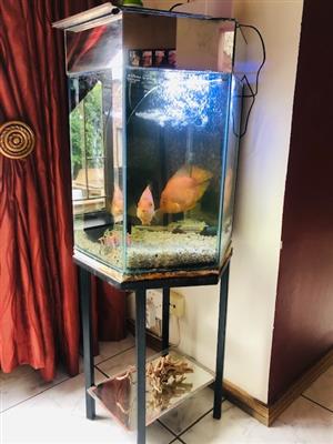Hexagon tropical fish tank fully equipped excludes fish