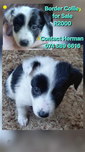 Border collie pure bred