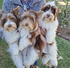 Purebred Biro Yorkie boys 