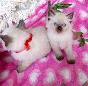 Ragdoll Siamese kittens