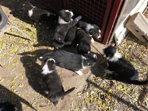 Pure breed border collies available