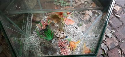 Fish tank for sale 
