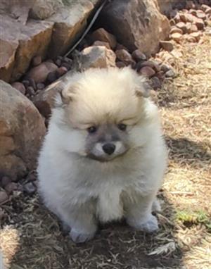 Purebred Pomeranian Puppies 