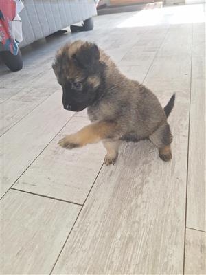 Belgian Malinois Puppies 