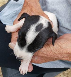 Sweetest Greyhound mix Jack Russel puppies  