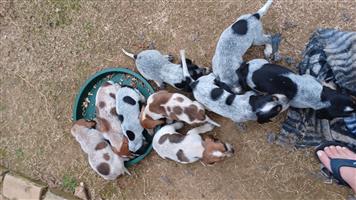 Coonhound puppies for sale