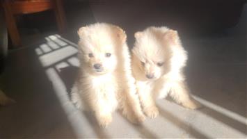 Toy poms / pomeranian puppies