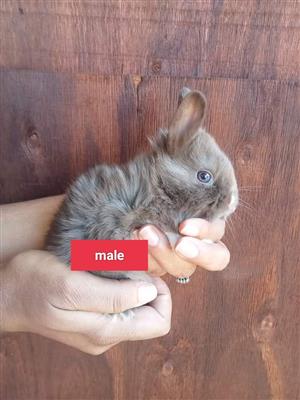 Netherlands dwarf rabbits mixed. They mixed with Dutch or polish. They 6 weeks.