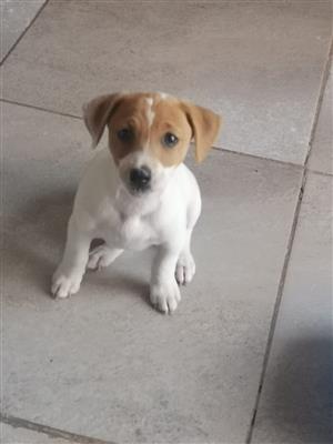 Jack russel microchip and injections 