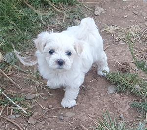 Maltese Female Pups for sale