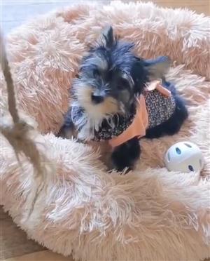 Yorkie puppy 