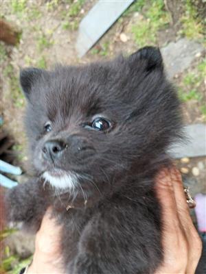Pedigree Pomeranians