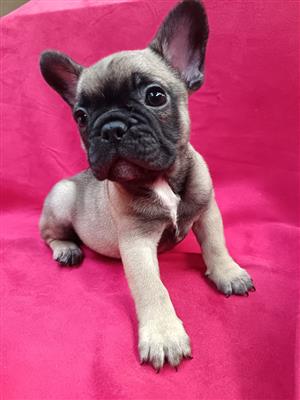 French Bulldog puppies frenchie