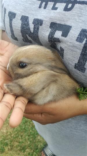 Netherlands dwarf bunnies. 