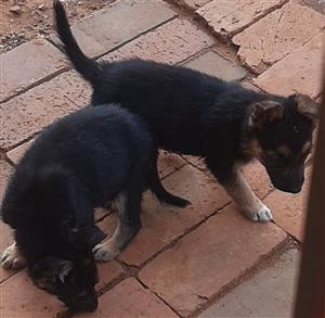Purebred germanshepherd puppies available 