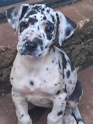 Beautiful Great Dane puppies 