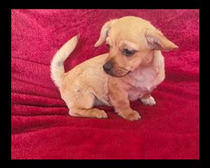 Pekingese cross chihuahua