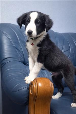 Border Collies