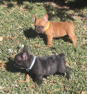 Stunning French bulldog puppies available