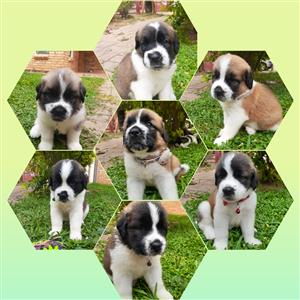 Purebred Saint Bernard puppies for sale