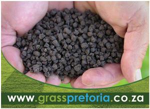Top-quality Kikuyu, LM grass, clay-free, lush, resilient, with delivery or insta
