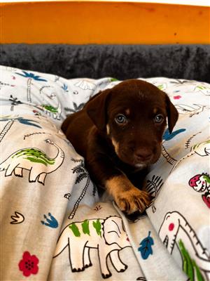 Male Purebred Dachshund