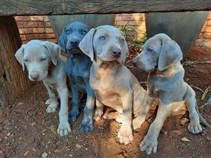 Weimaraner puppies for sale