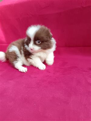Pomeranian/Toy pom puppies