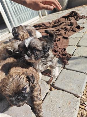 Pekingese puppies 