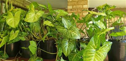 Syngomium Podophyllum