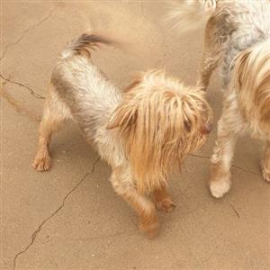 Yorkshire terrier males
