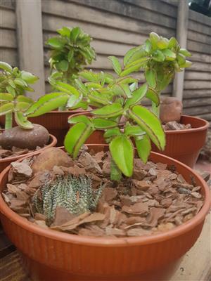 Eternal life plant kalanchoe prolifera 