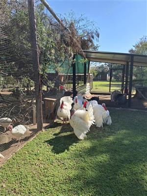 White adult Turkey Toms 
