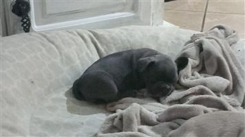 Gorgeous Exotic French bulldog puppies available
