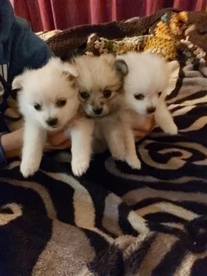 8 weeks Purebred Pomeranian / Toypom Puppies
