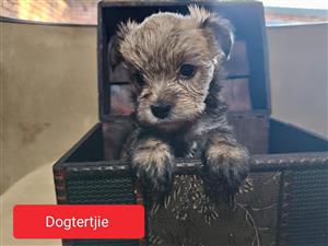 Yorkies for sale