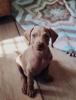 Weimeraner puppies available