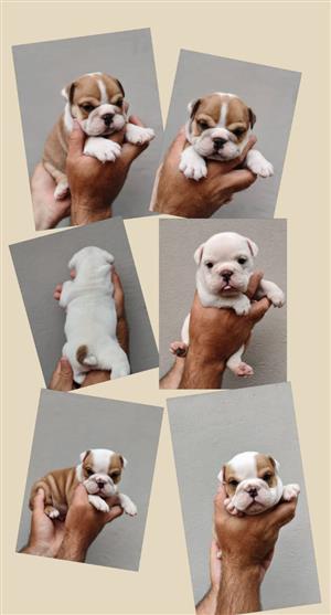 English bulldogs ready to booked