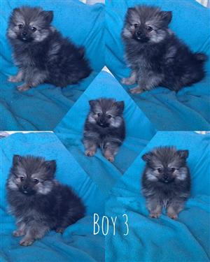 Toy Pom / Pomeranian
