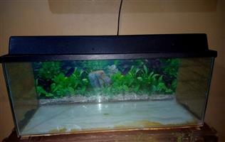 Fish aquarium 